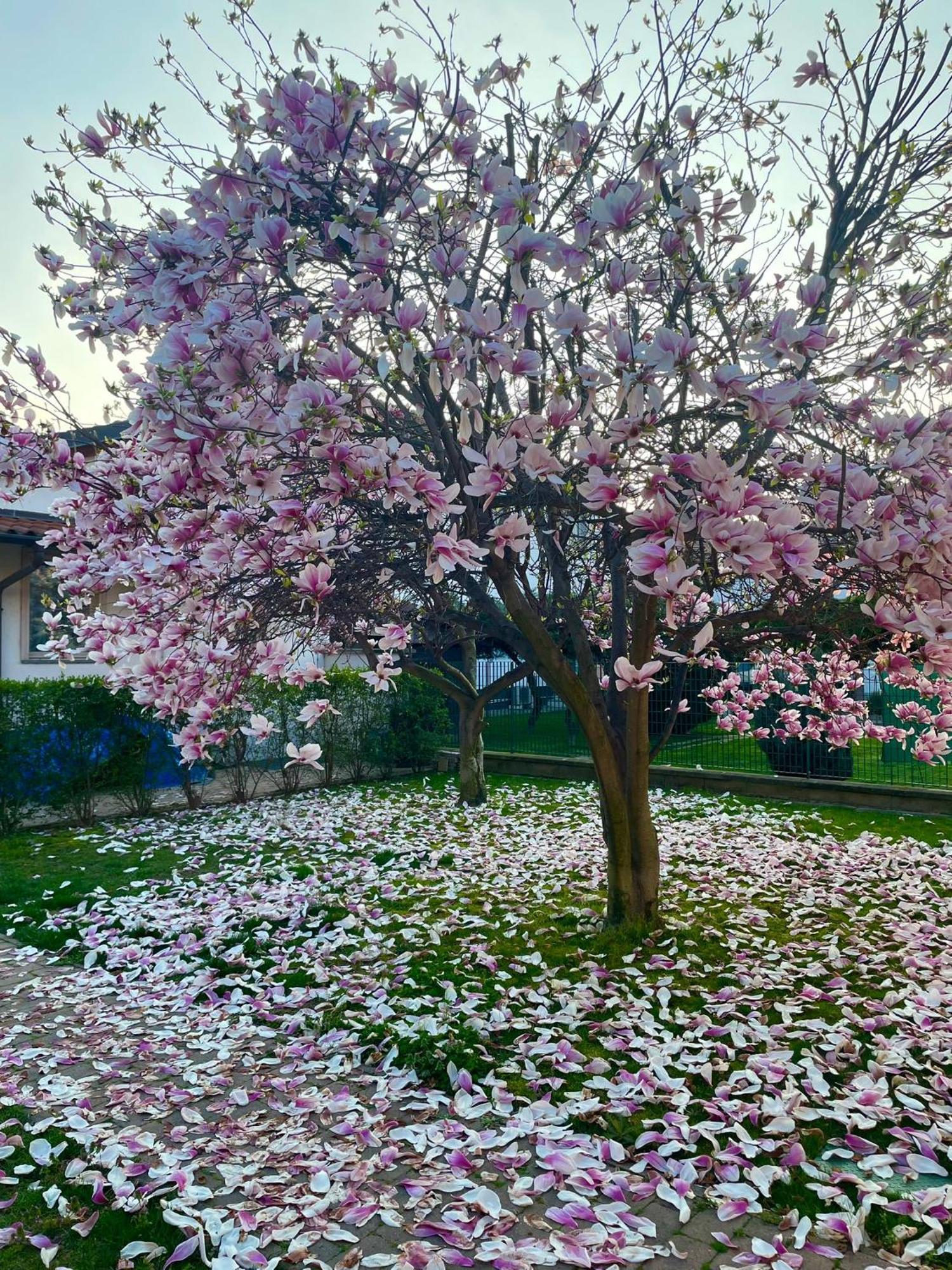 Serenity Garden Stupinigi Exterior foto